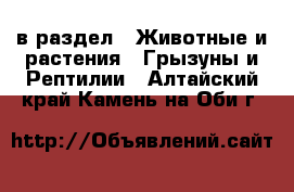  в раздел : Животные и растения » Грызуны и Рептилии . Алтайский край,Камень-на-Оби г.